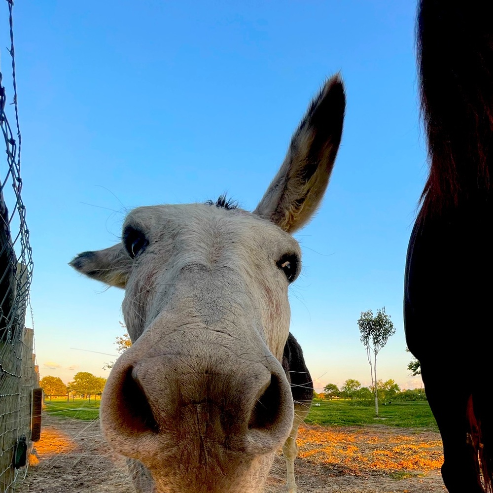 Meet your Posher, Sharon